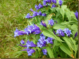 Gentiana asclepiadea