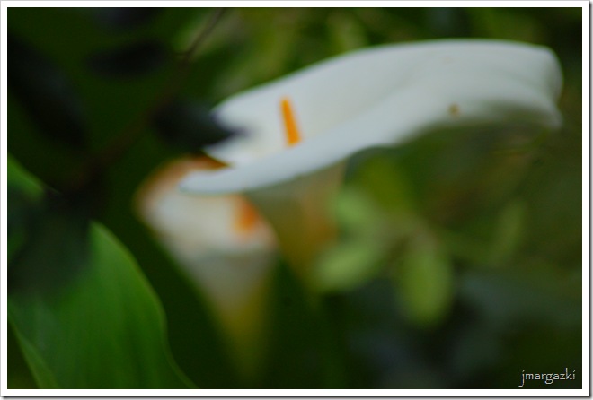 DSC_04830001