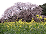 吉高の大桜. 曇ってしまいましたさっきまでは晴れていたんですけどね