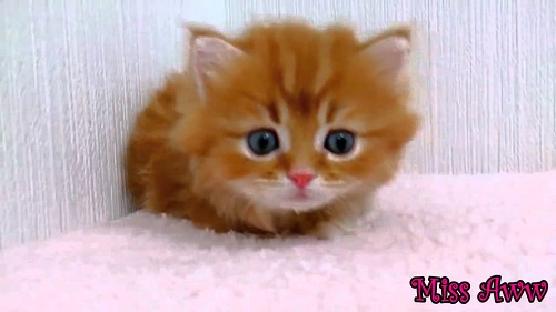 image chaton mignon gratuit