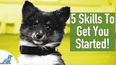 8 Week Old Puppy Training - 5 Exercises To Get You Started!