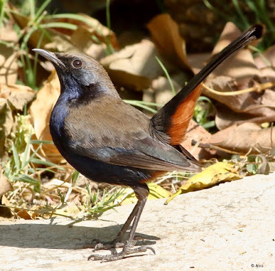 Indian Robin