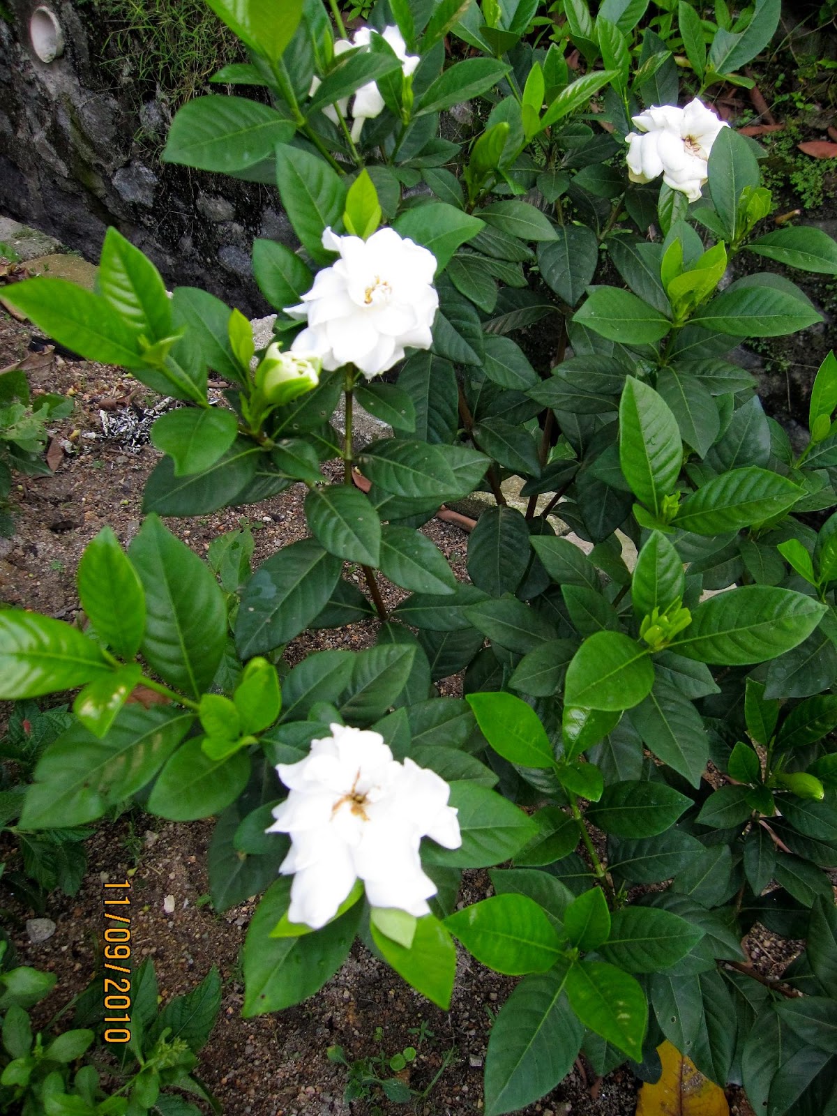 Gardenia Yellow Leaves