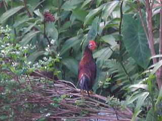 bantam rooster, La Ceiba, Honduras