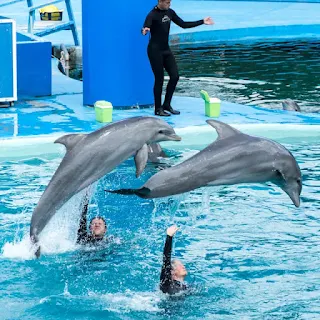 Dolphins performing tasks