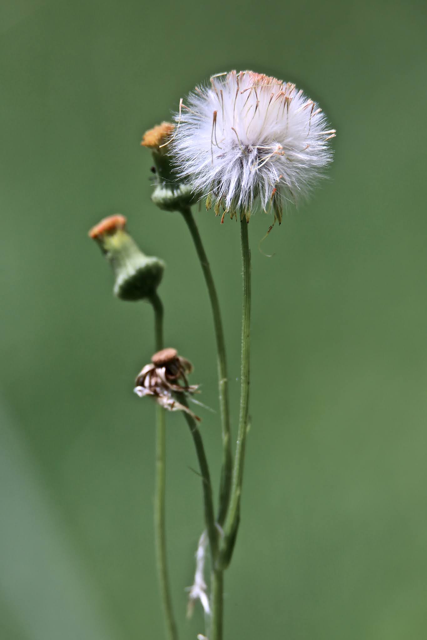 Most common Weeds and Wild flowers, and grasses with name in Karnataka,. India, high resolution free