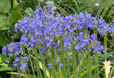 Agapanthus Galaxy Blue - Galaxy Blue Lily of the Nile care