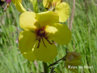 Molène blattaire - Verbascum blattaria