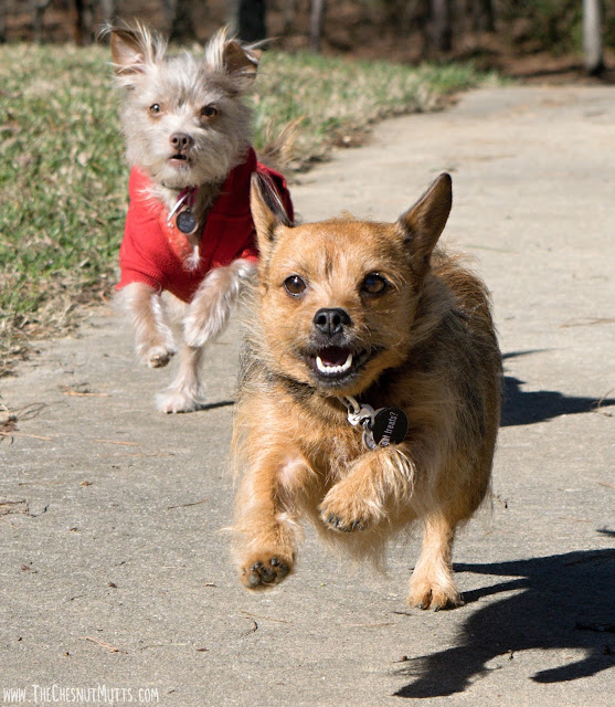 How to find a lost dog, talk to your neighbors