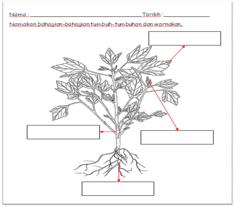 DUNIA SAINS & TEKNOLOGI TAHUN 1: Lembaran kerja