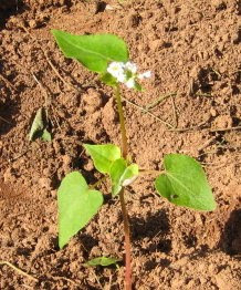 Lone buckwheat plant.