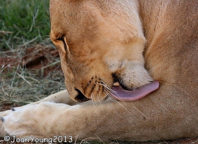 Lion