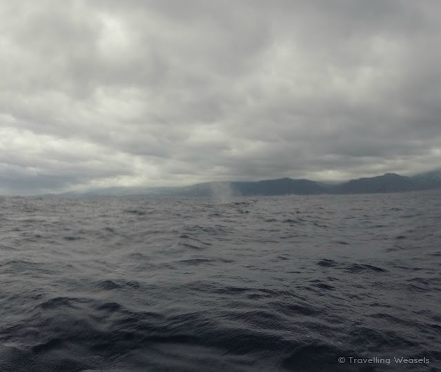 whale watching in the azores