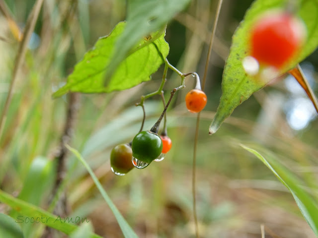 Solanum maximowiczii