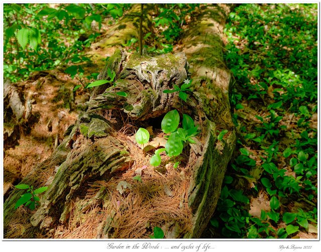 Garden in the Woods: ... and cycles of life...