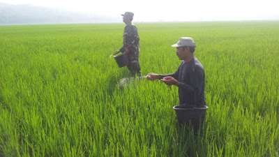 Anggota Koramil 09/Pituruh Dampingi Petani di Desa Kalimati Dalam Tebar Pemupukan Tanaman Padi