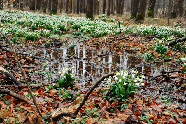 Muszkowicki las bukowy, rezerwat  śnieżyce wiosenne