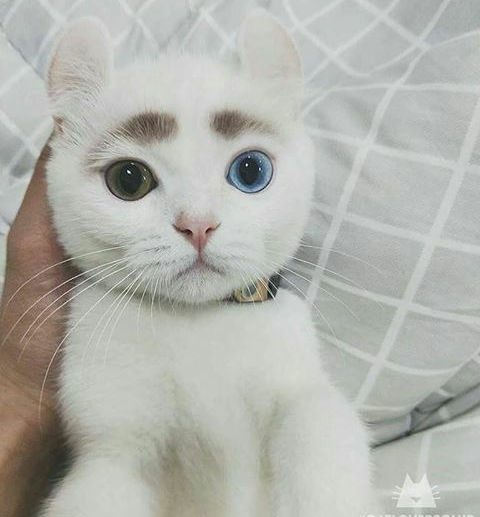 Kumpulan Gambar Kucing Lucu