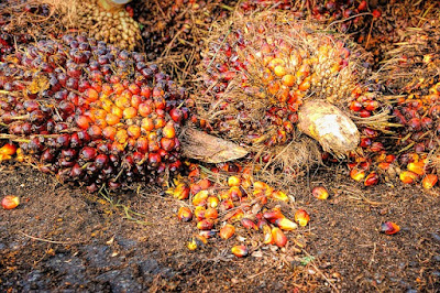 Cara membesarkan buah kelapa sawit