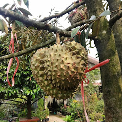 Jual Tanaman Buah Bibit Durian Duri Hitam Kaki Tiga Cepat