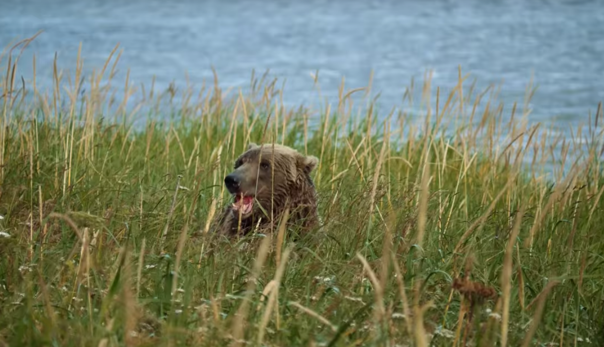 3 Minuten Alaska im Video festgehalten | Tim to the Wild nimmt uns mit auf seinen Trip 