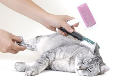 Grooming kucing