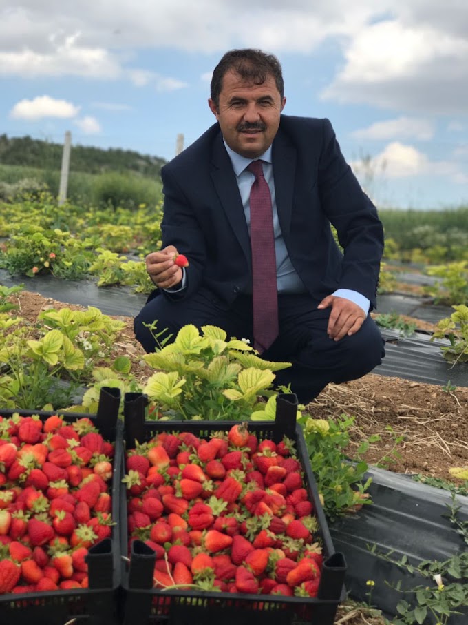 Başkan Akgül'den çilek yetiştiriciliğini özendirici davranış.