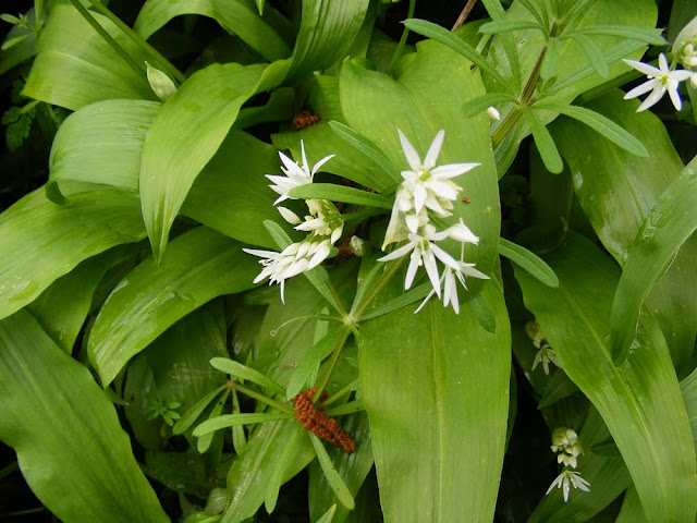 Ramsons Allium ursinum, Indre et Loire, France. Photo by Loire Valley Time Travel.