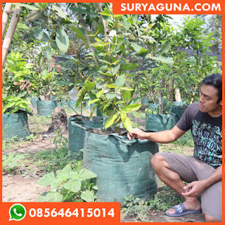 planter bag dari suryaguna 085646415014