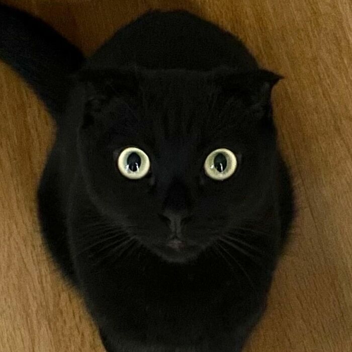 black lucky cat