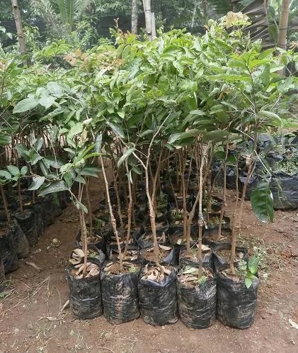 bibit pohon kelengkeng durian paling sering dicari siap cepat berbuah Jawa Barat