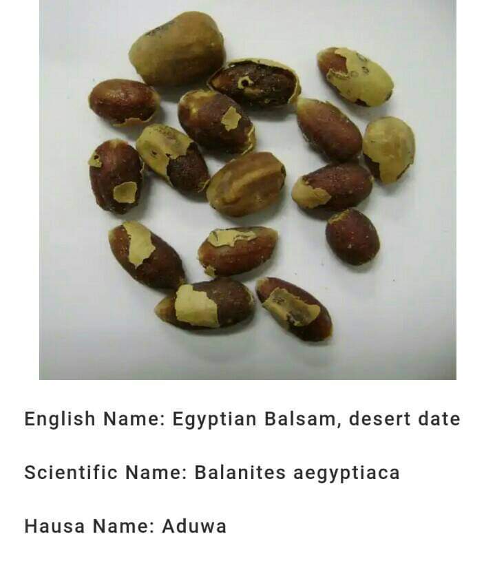 (Hausa: Aduwa) - (English: Egyptian Balsam/Desert Date) - (Botanical: Balanites Aegyptiaca)