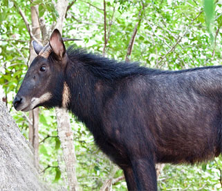 Fakta Fakta Kambing Hutan dan Kumpulan Foto kambing Hutan 