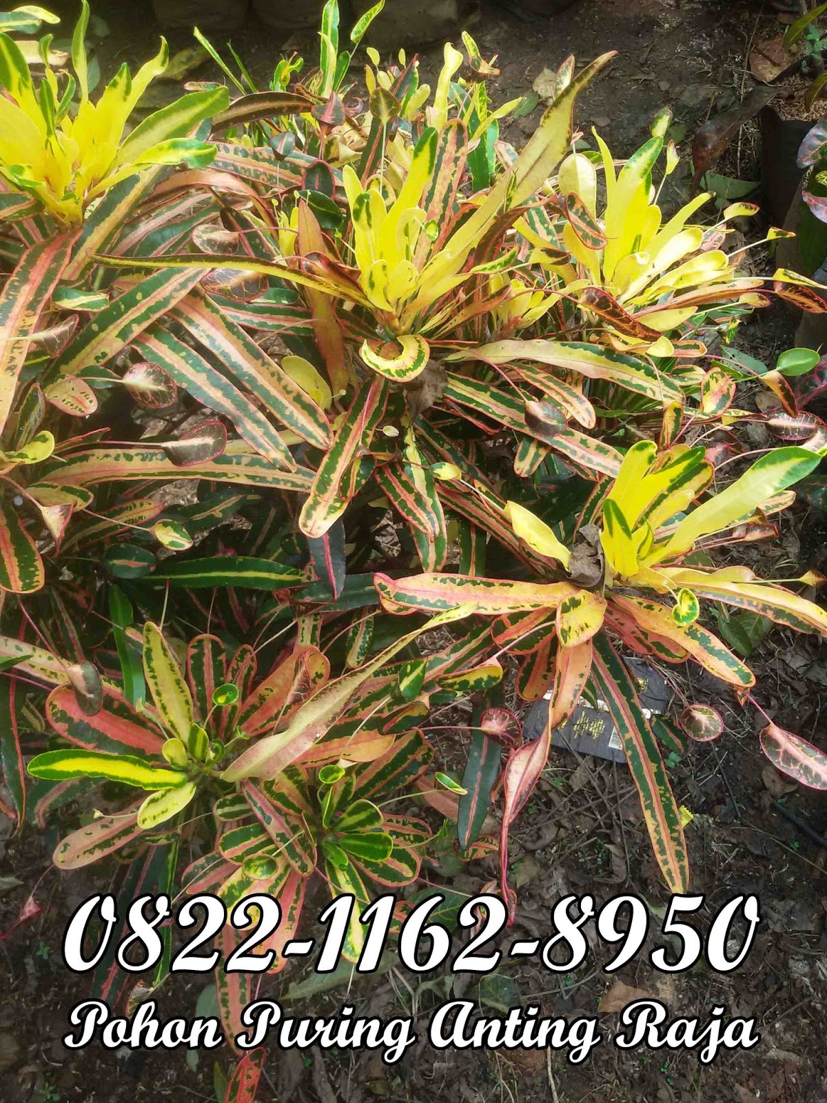 JUAL ANEKA POHON PURING  POHON PURING  HIAS TANAMAN  