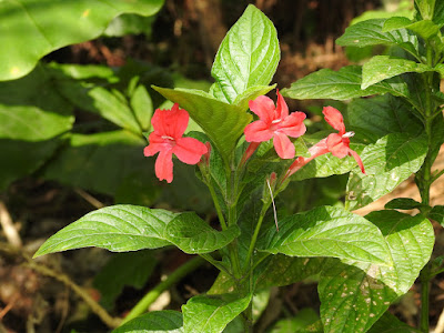 大花蘆莉