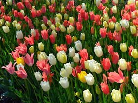 Atlanta Blooms!, Atlanta Botanical Garden