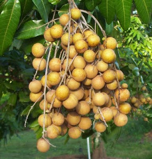 Manfaat buah kelengkeng bagi kesehatan