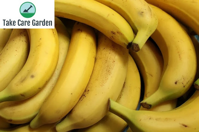 Como Plantar Banana: Tudo o que Você Precisa Saber