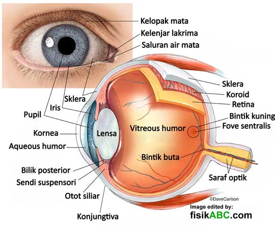 20 Macam Bagian Mata dan Fungsinya Lengkap dengan Gambar 