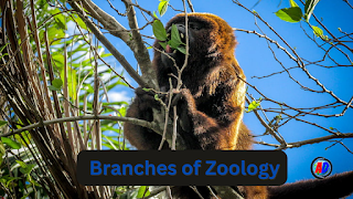 जंतु विज्ञानं की शाखाएं (Branches of Zoology)
