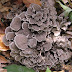 Maitake Mushroom Spawn in Baghmara  | Grifola frondosa Mushroom Spawn | Mushroom Spawn kits | Mushroom spawn in Meghalaya
