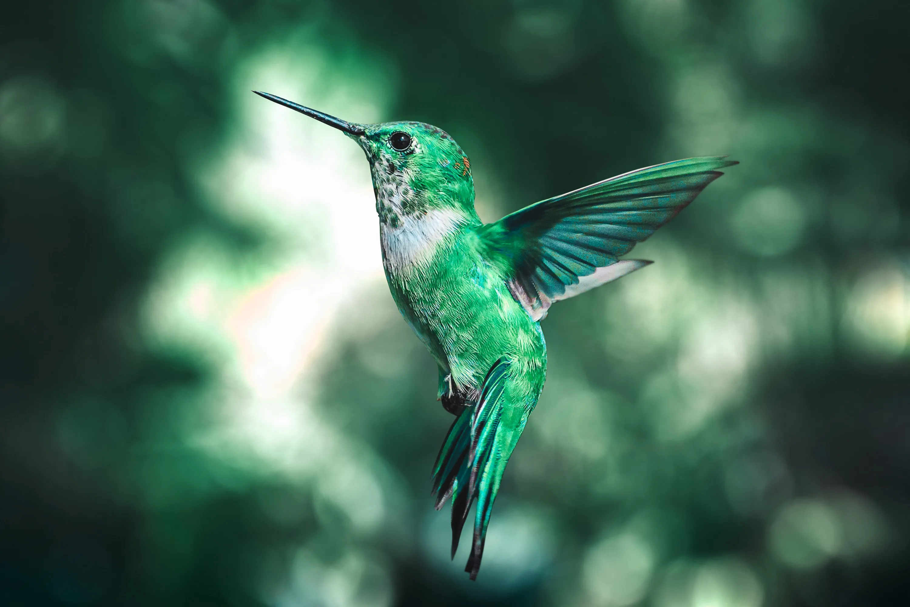 birds in Sundarban