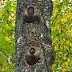 How Christians in Russia worship a tree after seeing the face of Jesus On its Trunk