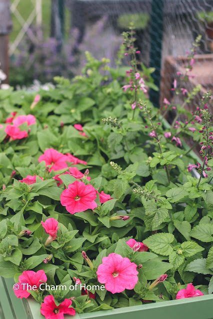 Cottage Garden: petunias and salvia