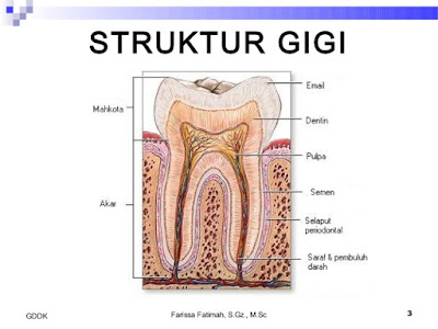  Susunan  Anatomi Gigi  dan Mulut Manusia Beserta Fungsi 