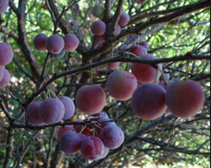 khasiat dan manfaat buah plum untuk kesehatan