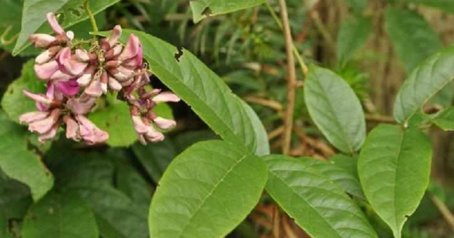 Kebun Hijau Pohon Bajakah Tanaman Asli Kalimantan Obat Kanker