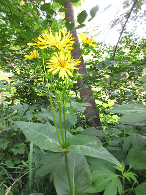 Cup Plant