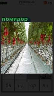 в теплице выращивают помидоры в вертикальном состоянии