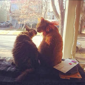 Funny cats - part 91 (40 pics + 10 gifs), two cat kissing